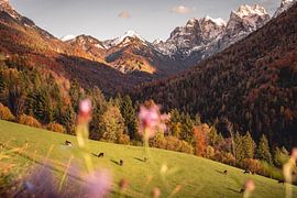 Kaistertaal by SJ Media