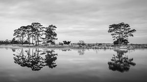 Dwingelderveld National Park in Schwarz und Weiß