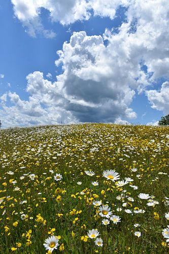 Een bloeiend veld onder een bewolkte hemel