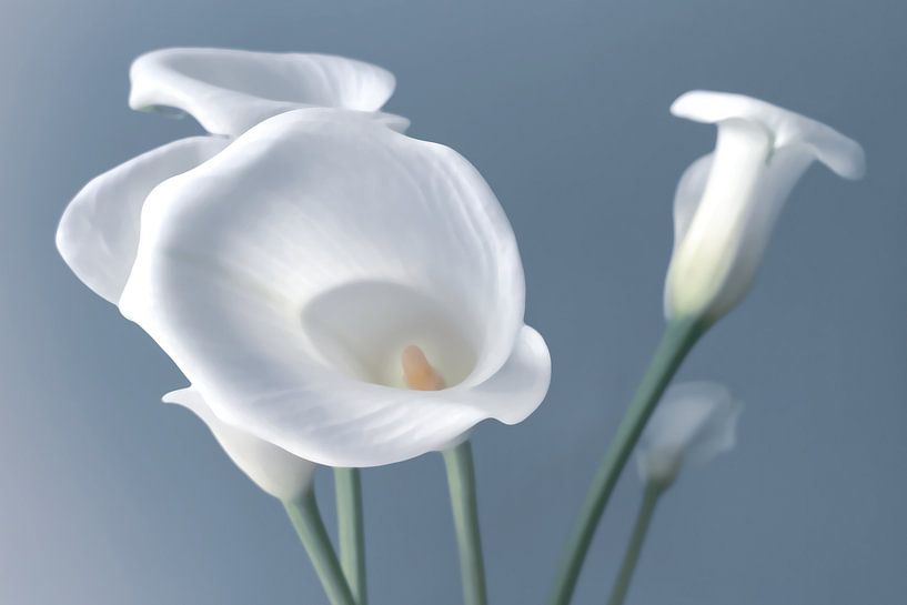 Trompetenblumen von Foto Studio Labie