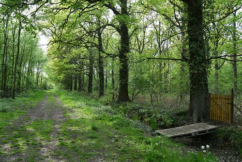 A view of Schelfheide in spring