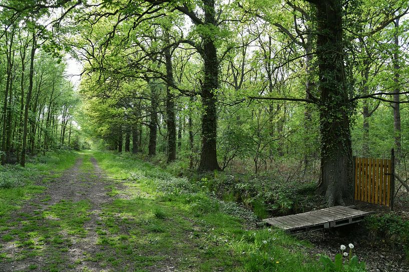 Ein Blick auf die Schelfheide im Frühling von Retrotimes