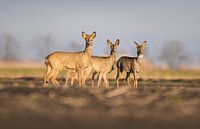 Deer
