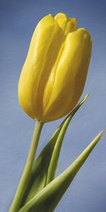 Gelbe Tulpe von Jan Wiersma