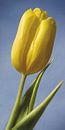 Gelbe Tulpe von Jan Wiersma Miniaturansicht