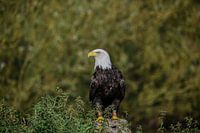 Weißkopfseeadler
