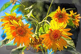 Tournesols