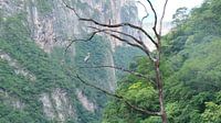 Vogel, Cañon del Sumidero, Chiapas, Mexico van themovingcloudsphotography thumbnail