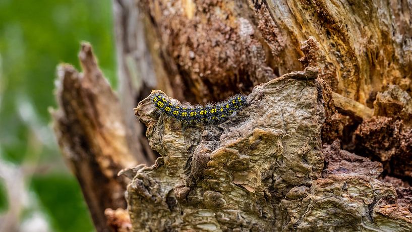 Zwart met gele rups van Stijn Cleynhens