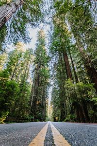 Redwoods von Erwin van Oosterom