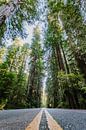 Redwoods von Erwin van Oosterom Miniaturansicht