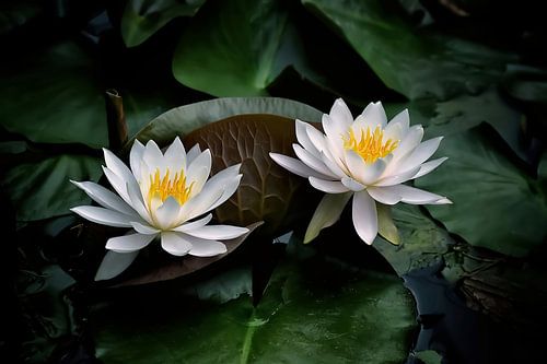 Prachtige witte waterlelies