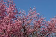 bomen met roze bloesem en blauwe lucht van Carmela Cellamare thumbnail