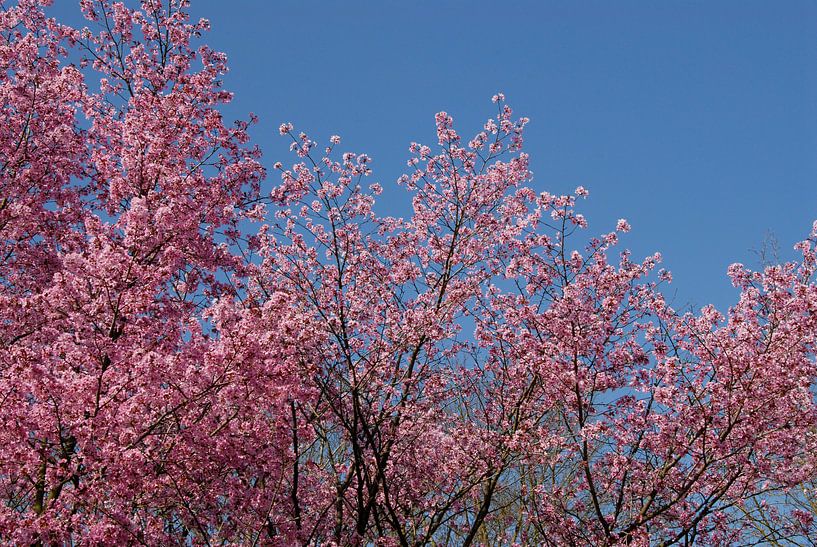 bomen met roze bloesem en blauwe lucht van Carmela Cellamare