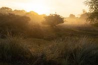 Landschaft mit Gegenlicht am Morgen von Joey Hohage Miniaturansicht