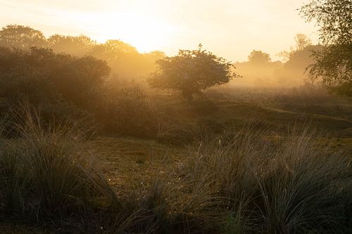 Landschap met tegenlicht in de ochtend