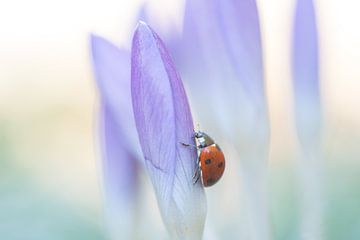 Spring Messenger by Gretha Andeweg
