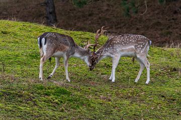 Jonge Damherten oefenen op elkaar van Merijn Loch