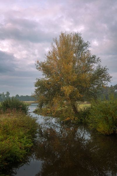 Willow tree in autumn colors on the Markdal in Breda. by Jos Pannekoek