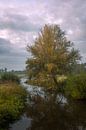 Willow tree in autumn colors on the Markdal in Breda. by Jos Pannekoek thumbnail