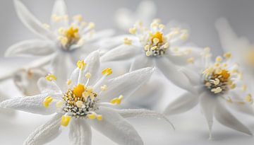 Fleur d'Edelweiss portrait panorama blanc sur TheXclusive Art