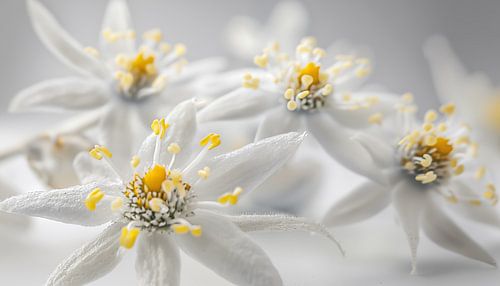 Fleur d'Edelweiss portrait panorama blanc