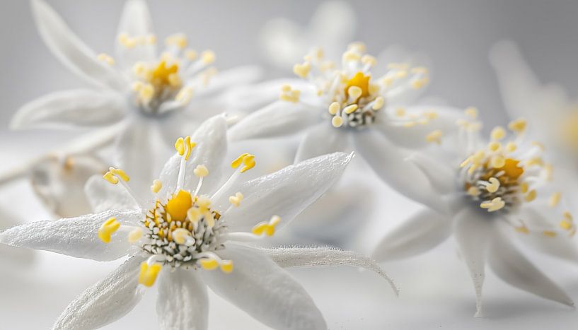 Edelweiß Blume Porträt Panorama weiß von TheXclusive Art