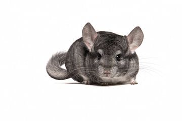 Chinchilla van Elles Rijsdijk