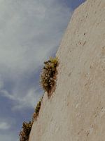Flowers on Top | Travel Photography Art Print in the City of Saint Tropez | Cote d’Azur, South of France