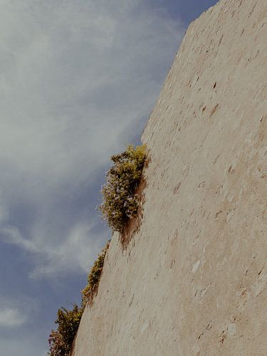 Blumen auf dem Dach | Reisefotografie Kunstdruck in der Stadt Saint Tropez | Cote d'Azur, Südfrankreich