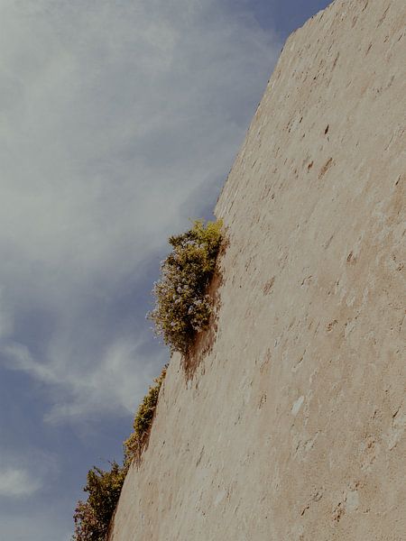 Blumen auf dem Dach | Reisefotografie Kunstdruck in der Stadt Saint Tropez | Cote d'Azur, Südfrankreich von ByMinouque