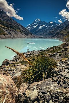 New Zealand Hooker Valley with Mount Cook by Jean Claude Castor