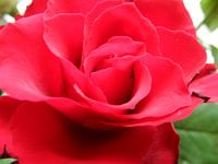 Red Rose