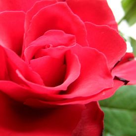 Red Rose van Petra Stins