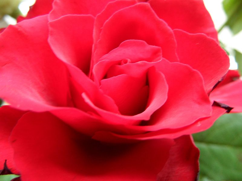 Red Rose von Petra Stins