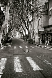Straße mit Platanen, Avignon