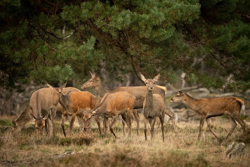 Group of red deer by Lopen in de natuur