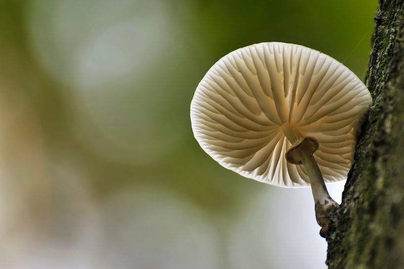 Paddenstoel von Jeannette Penris