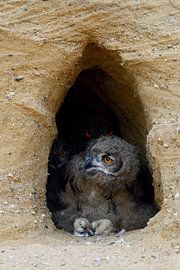 Eurasian Eagle Owl *Bubo bubo*