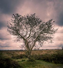 Eenzame boom by Erica Kuiper