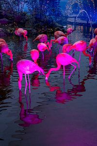 Popart Flamingo's.