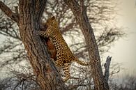 Young leopard after hunt Namibia, Africa by Patrick Groß thumbnail