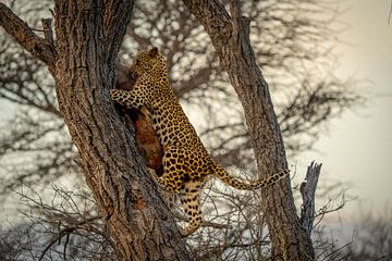 Jonge luipaard na de jacht Namibië, Afrika van Patrick Groß
