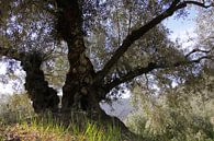 Alter Olivenbaum im Frühling von Jan Katuin Miniaturansicht