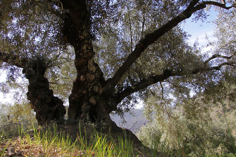 Alter Olivenbaum im Frühling von Jan Katuin