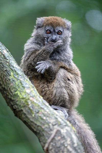 Alaotra bamboo lemur by Edwin Butter