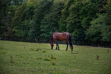 De tamme hengst