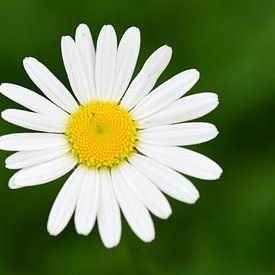 flower 4 by OdB_Fotografie