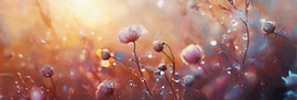 Wildflowers – Warm Evening by Whale & Sons