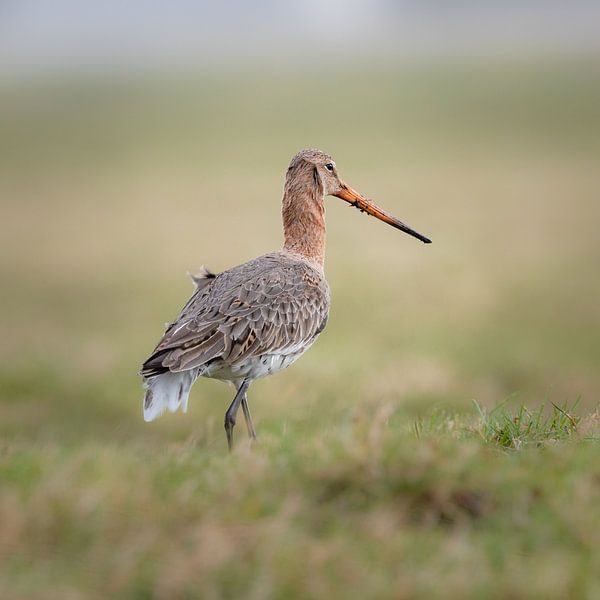 Début du printemps 2 par Ard Jan Grimbergen